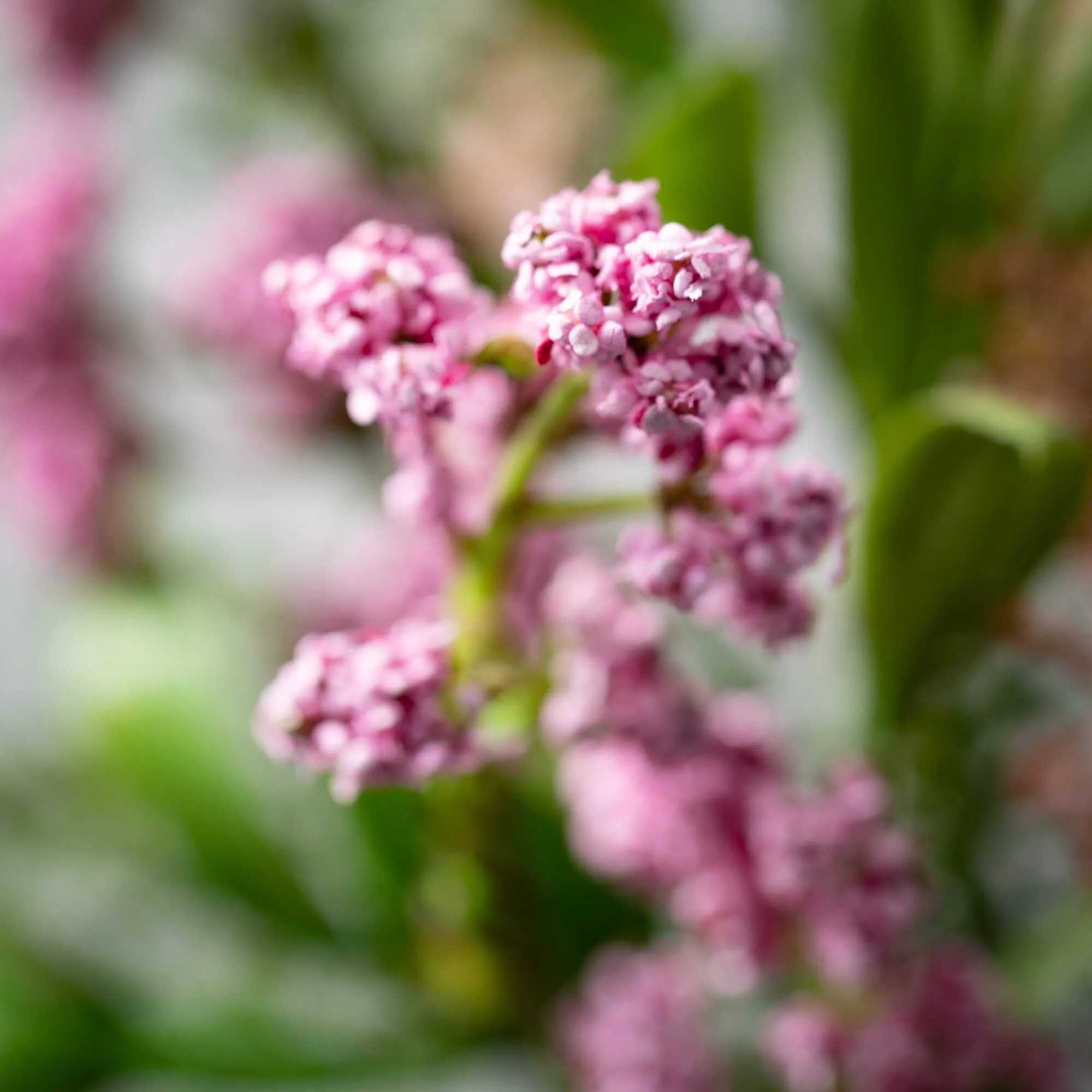 22.5"H Sullivans Leafy Blush Berry Bush, Multicolored