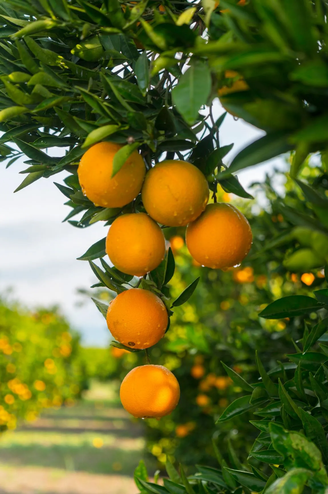 Essential Oil Orange (Citrus sinensis)