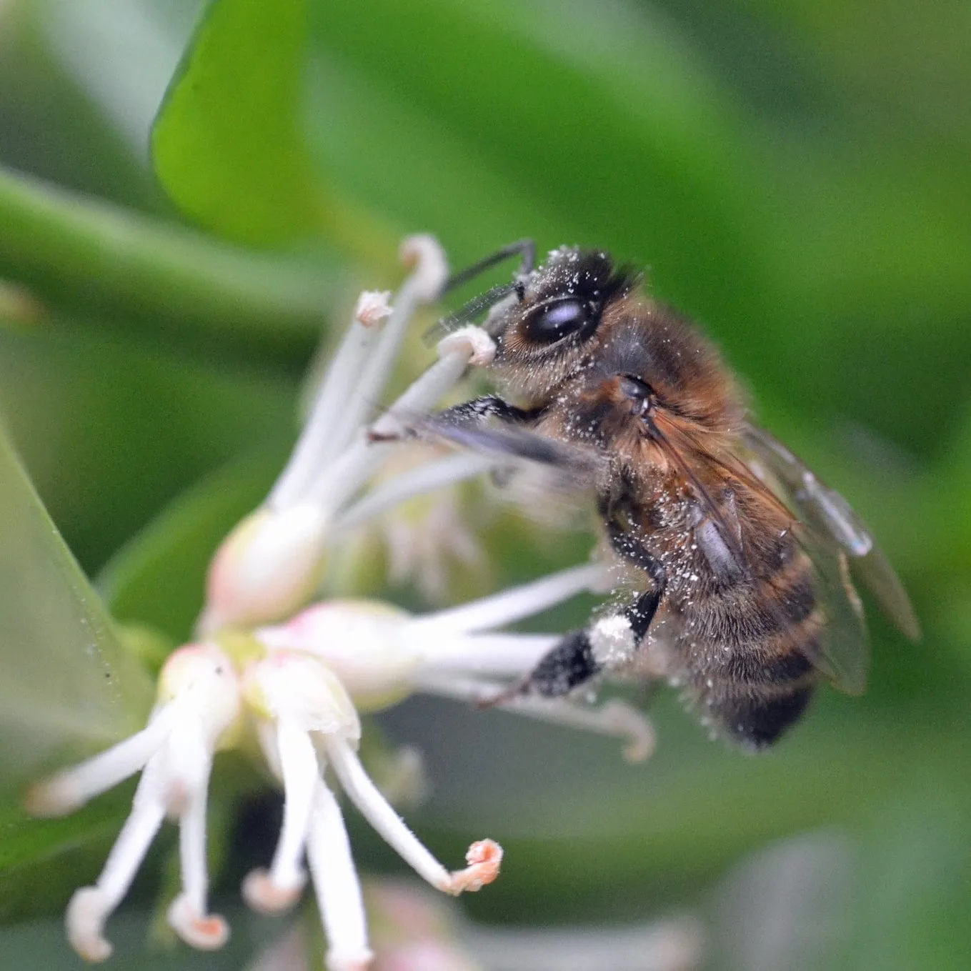 Sweet Box | Sarcococca confusa