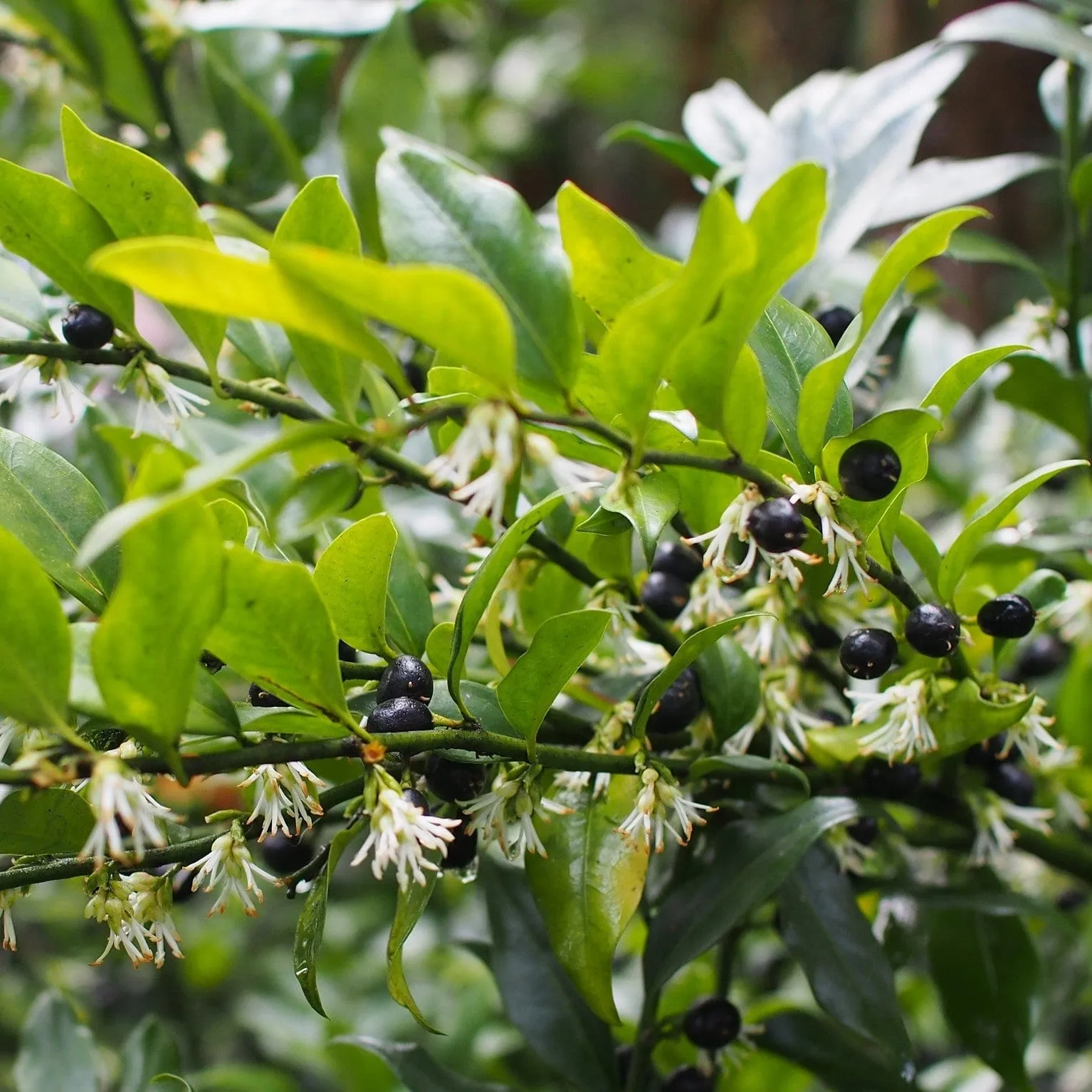 Sweet Box | Sarcococca confusa