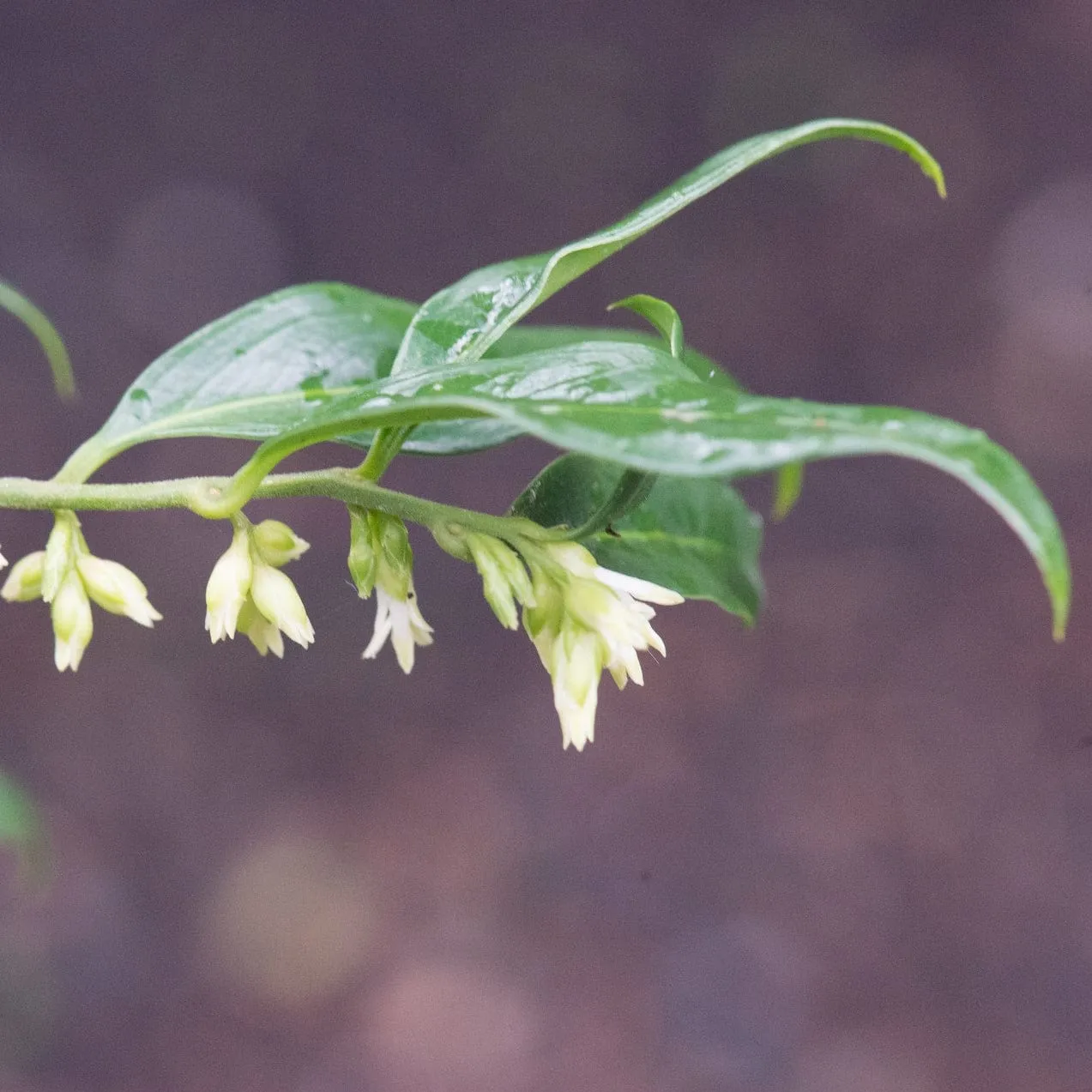 Sweet Box | Sarcococca confusa