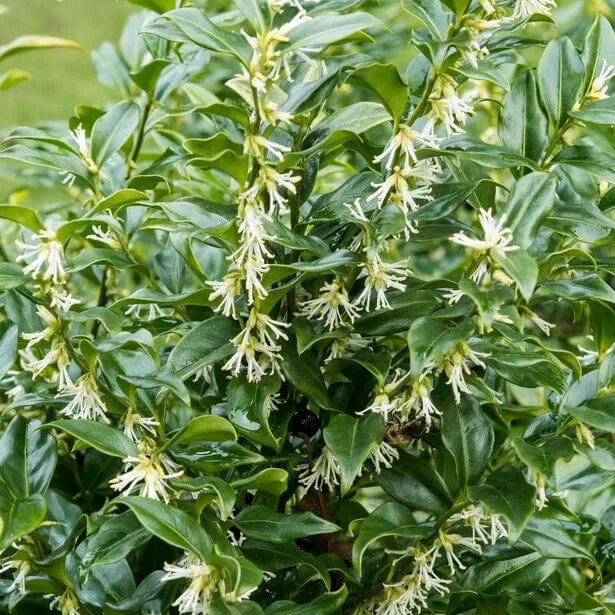 Sweet Box | Sarcococca confusa