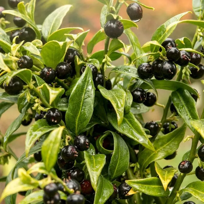 Sweet Box | Sarcococca confusa