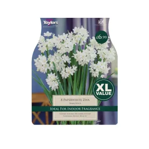 Taylors 8 Paperwhite Ziva Narcissus Daffodil Bulbs - XL Value